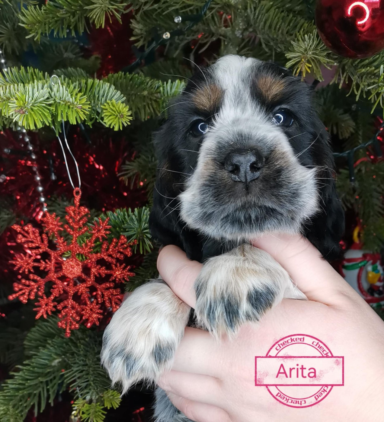 Des Adrilines d'Opale - Chiots disponibles - Cocker Spaniel Anglais