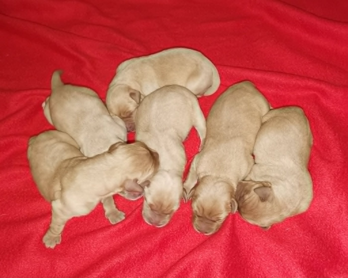 Chiot Labrador Retriever Des Adrilines d'Opale