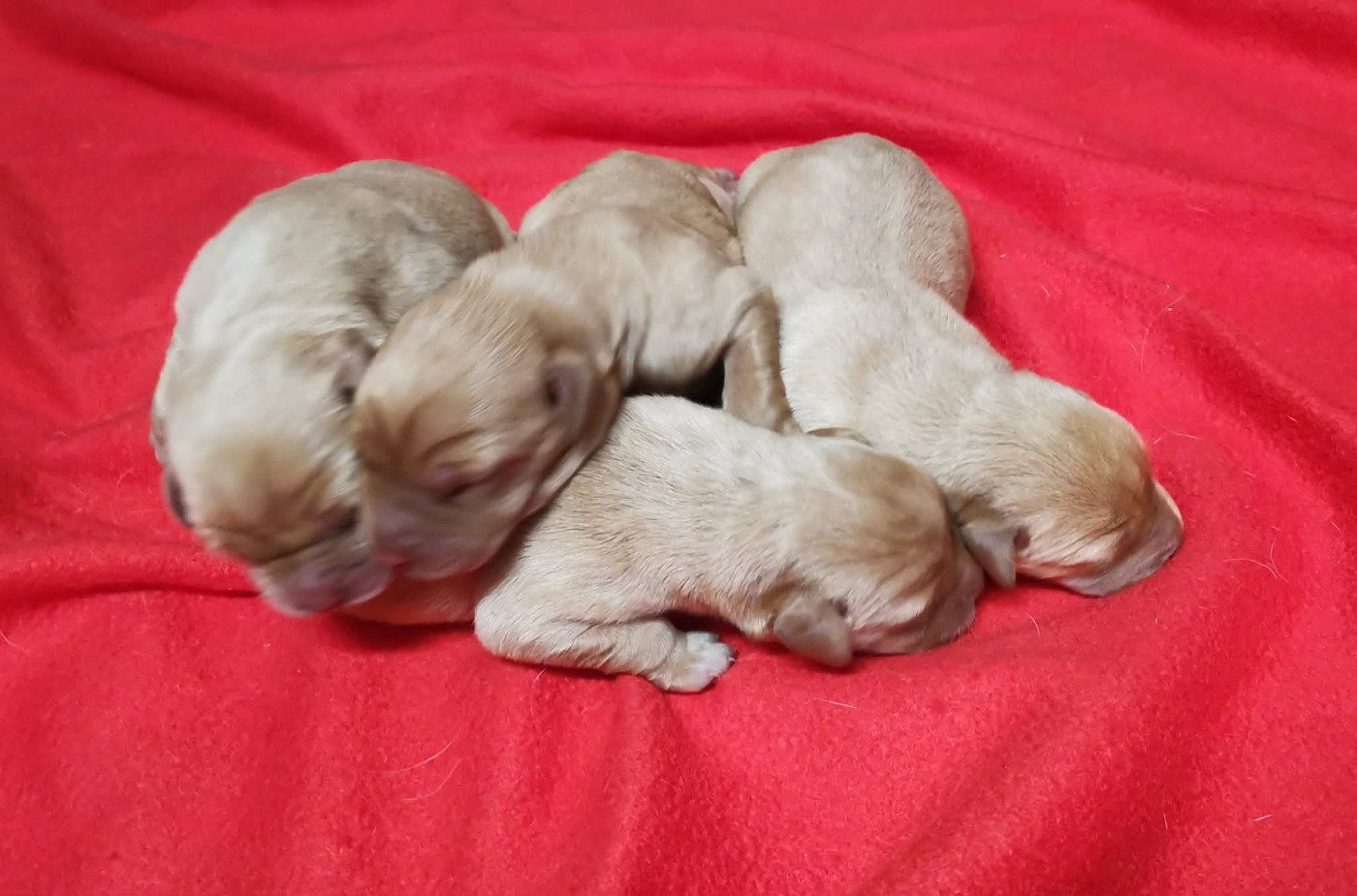 Des Adrilines d'Opale - Chiots disponibles - Labrador Retriever