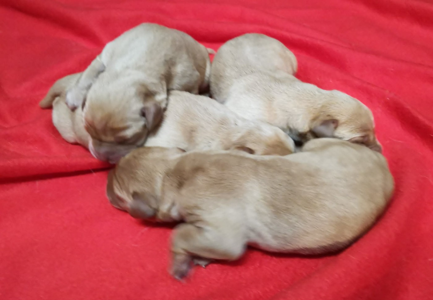 Des Adrilines d'Opale - Chiots disponibles - Labrador Retriever