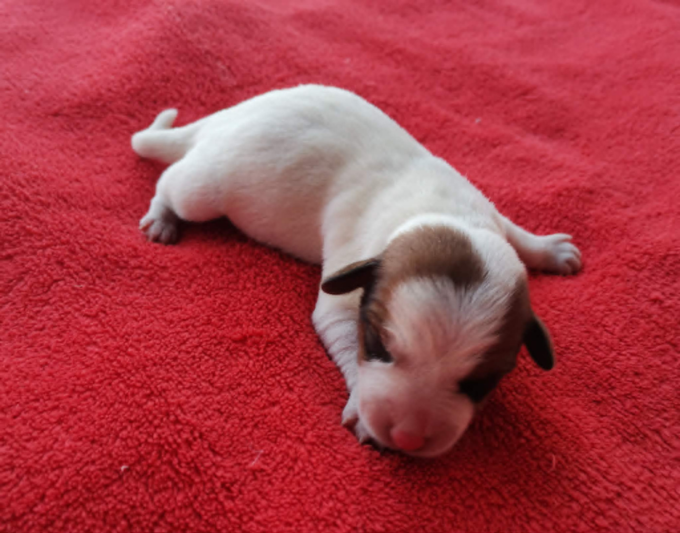 Des Adrilines d'Opale - Chiots disponibles - Jack Russell Terrier