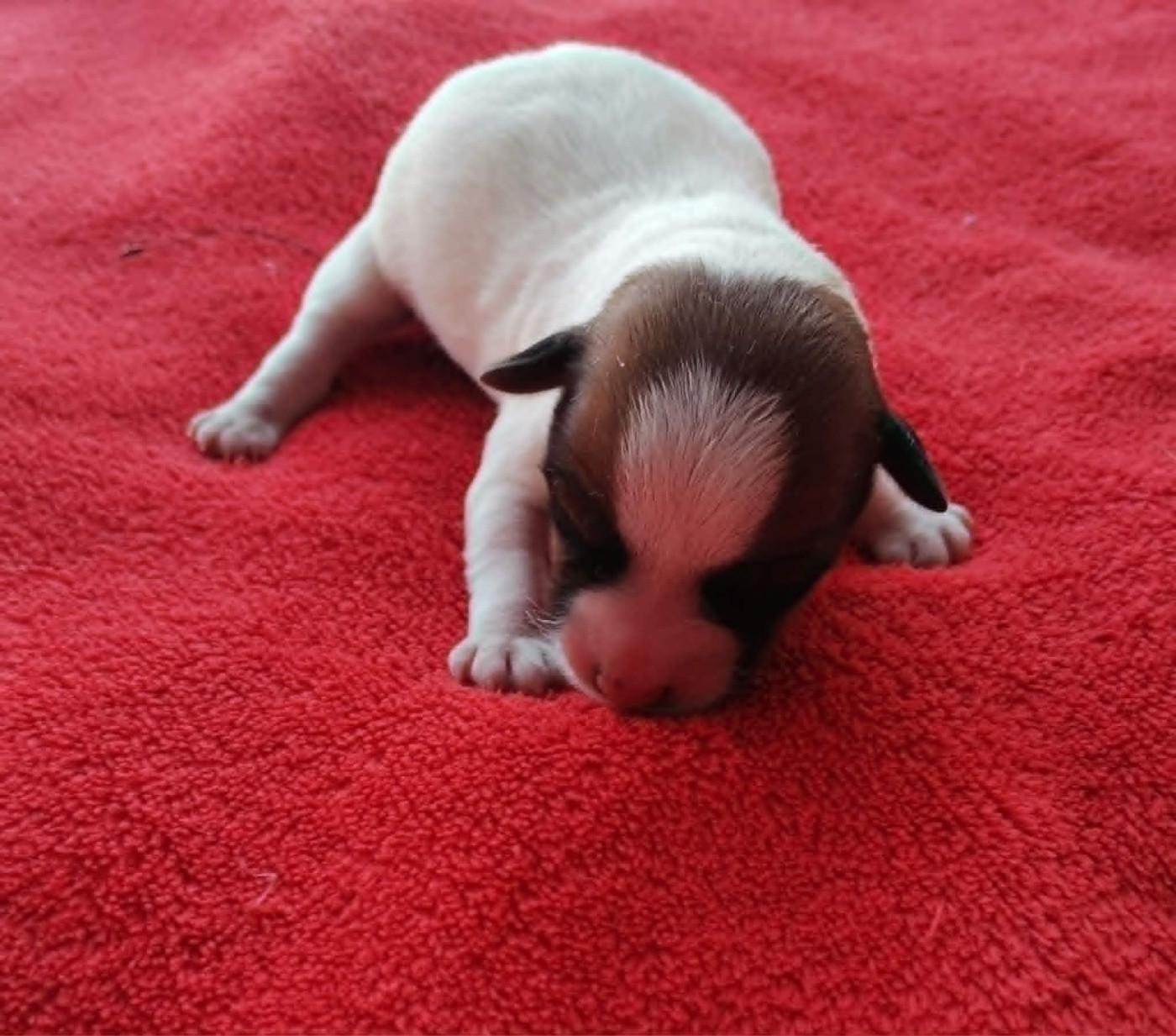 Des Adrilines d'Opale - Chiots disponibles - Jack Russell Terrier