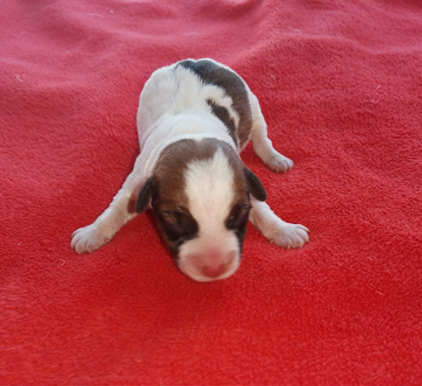 Des Adrilines d'Opale - Chiots disponibles - Jack Russell Terrier