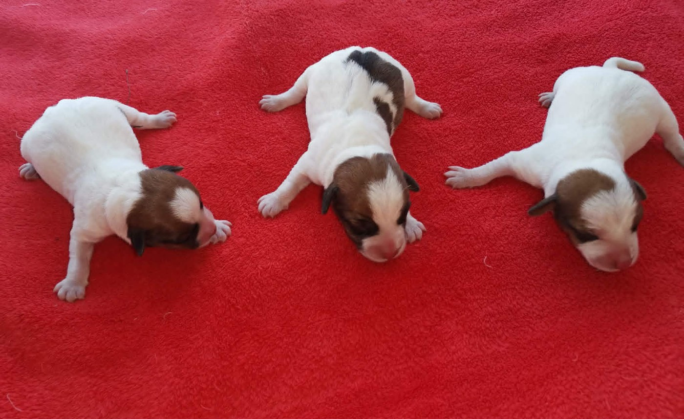 Chiot Jack Russell Terrier Des Adrilines d'Opale