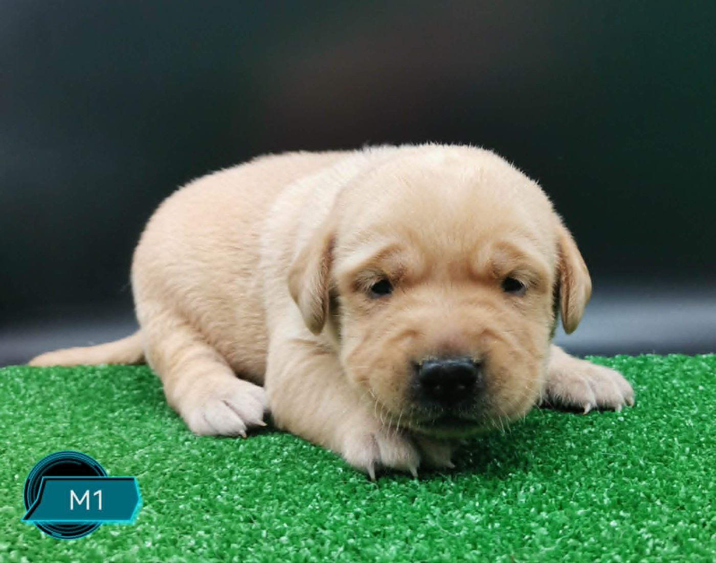 Des Adrilines d'Opale - Chiots disponibles - Labrador Retriever