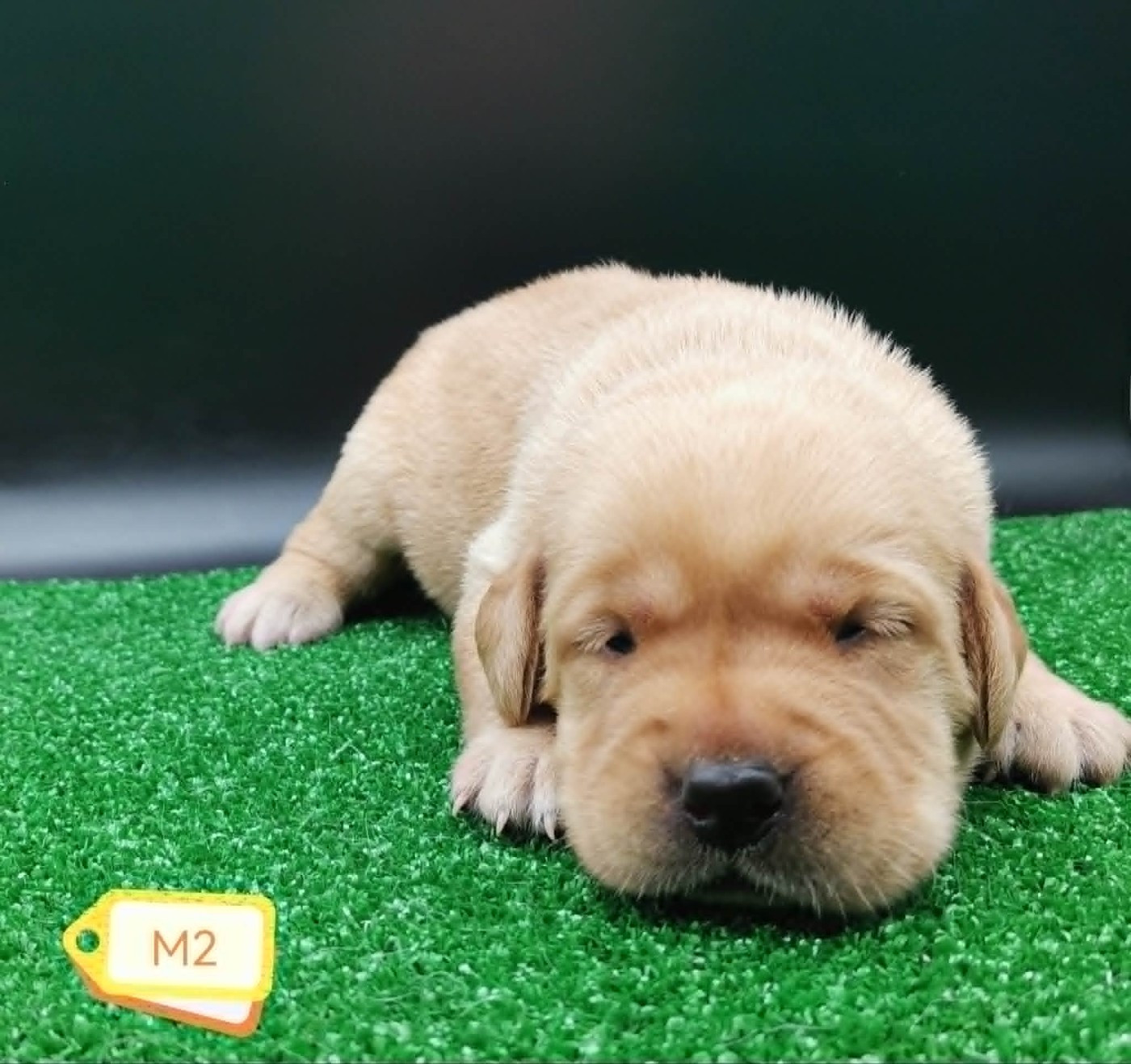 Des Adrilines d'Opale - Chiots disponibles - Labrador Retriever