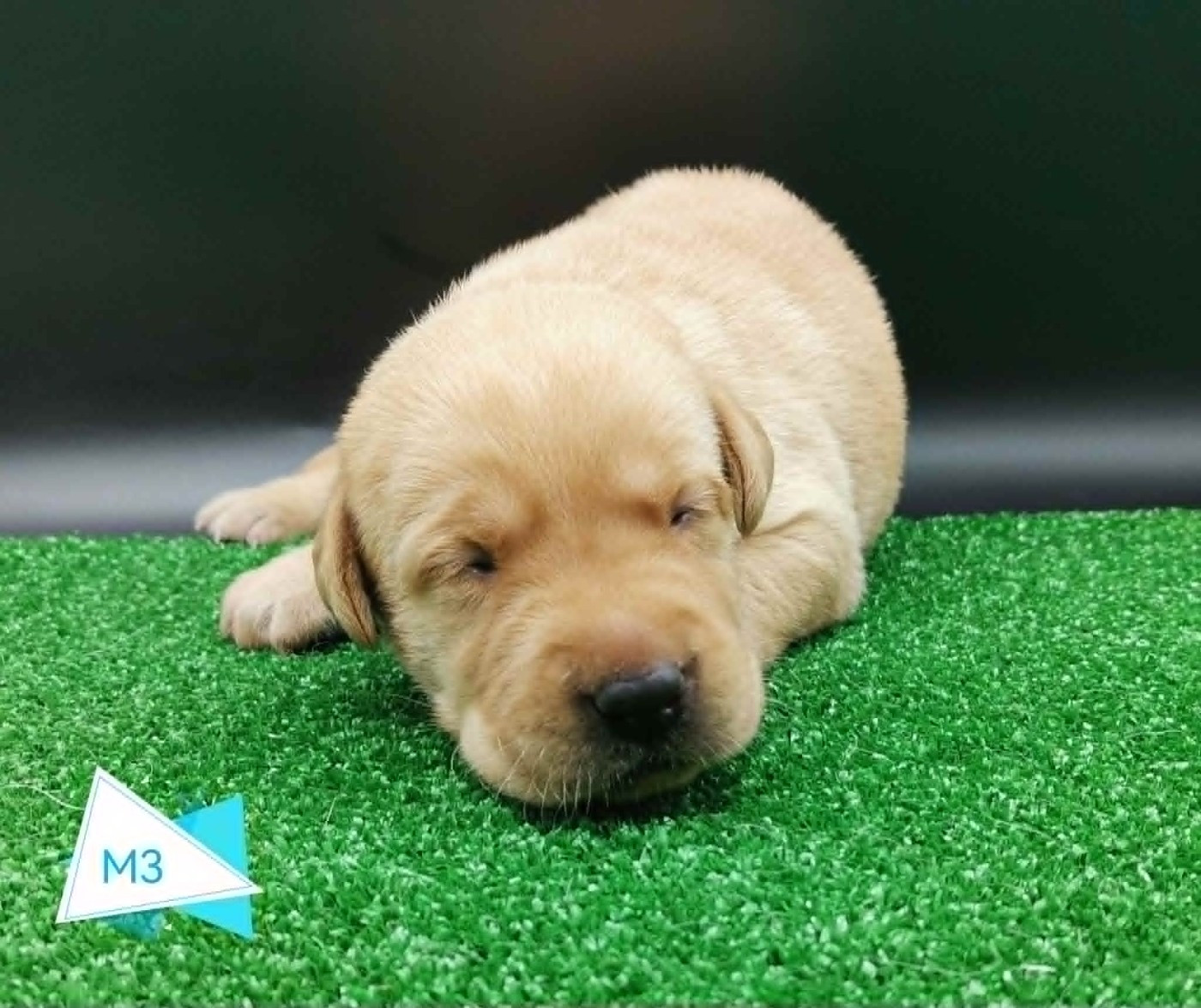 Des Adrilines d'Opale - Chiots disponibles - Labrador Retriever