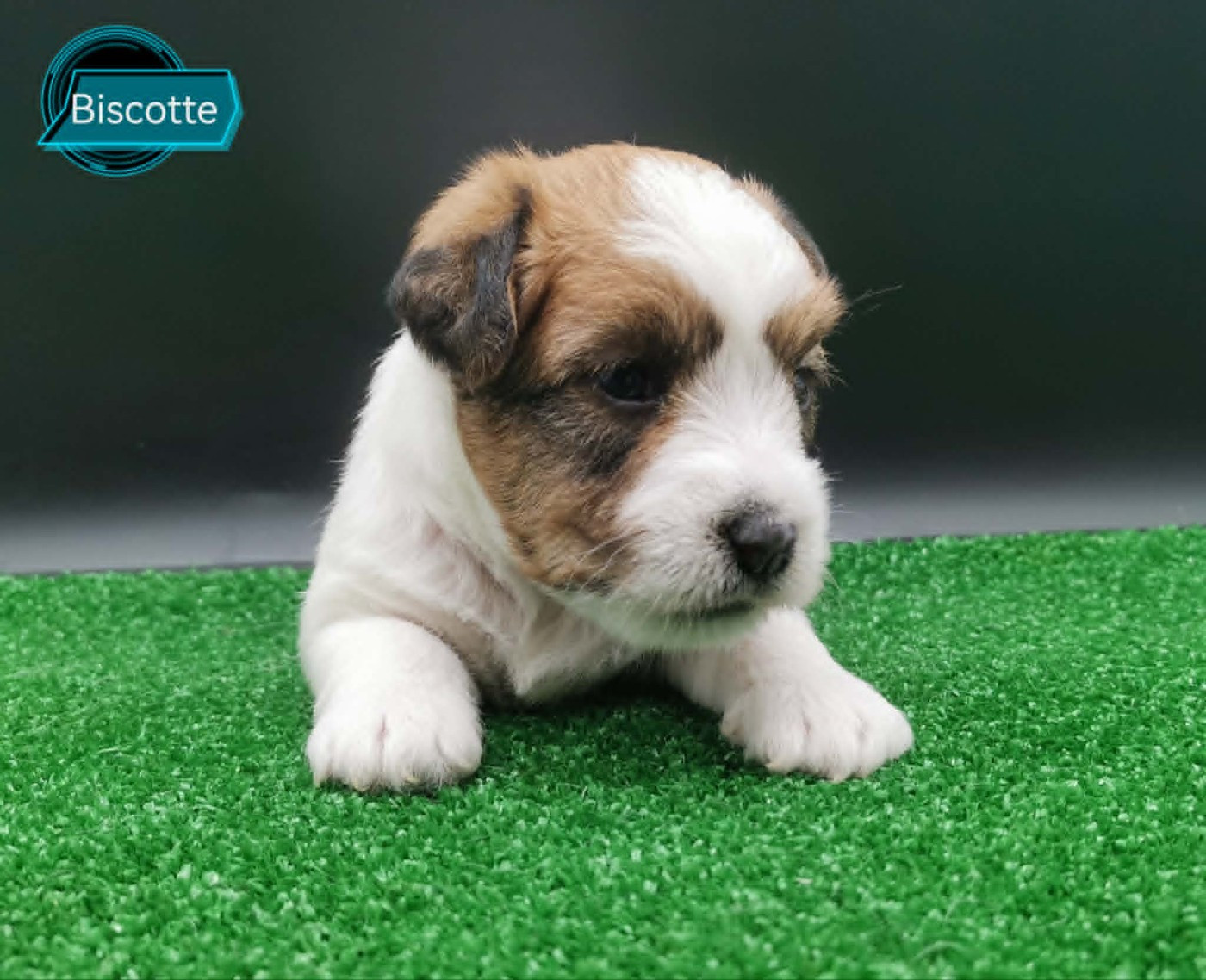 Chiot Jack Russell Terrier Des Adrilines d'Opale