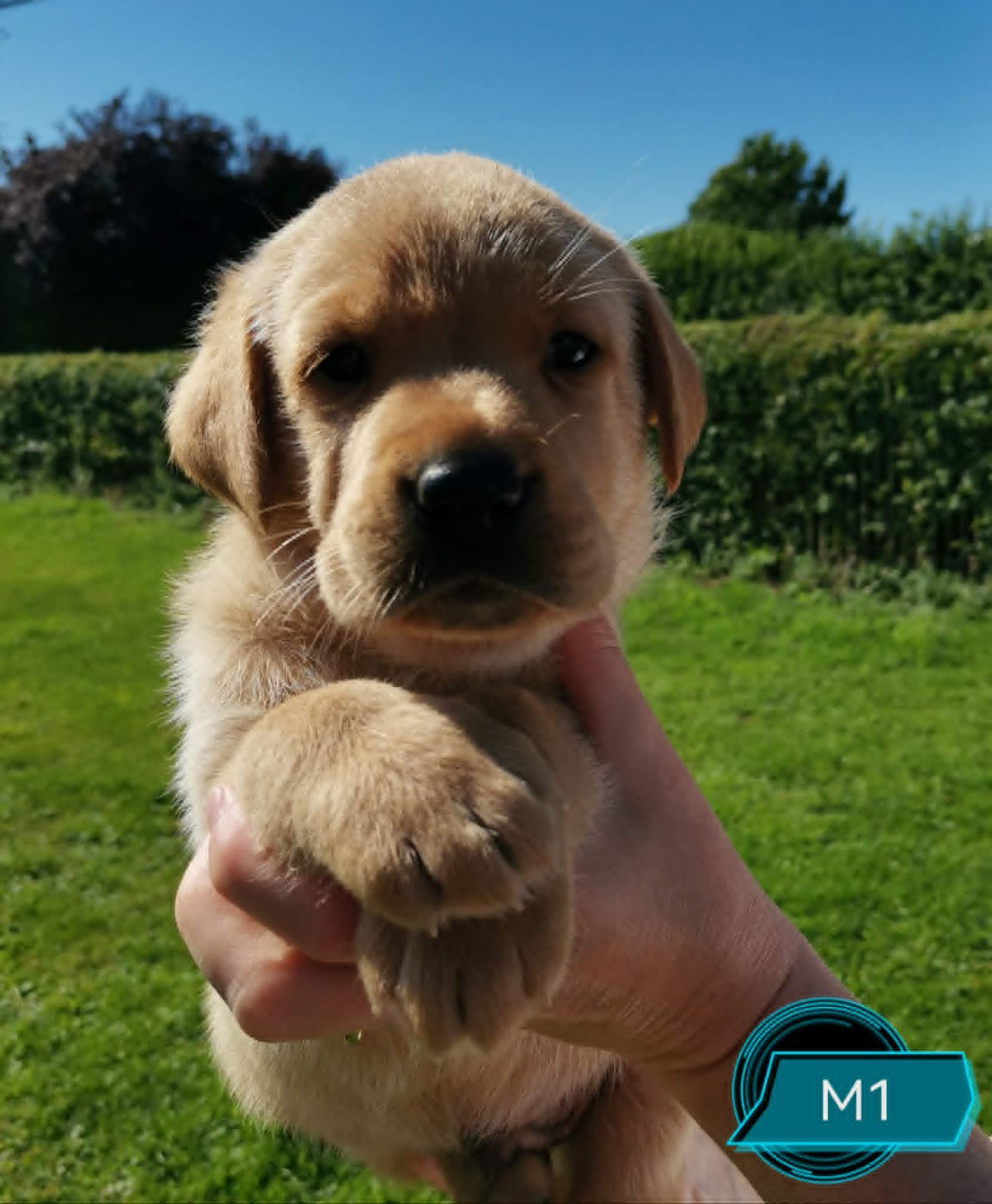 Des Adrilines d'Opale - Chiots disponibles - Labrador Retriever