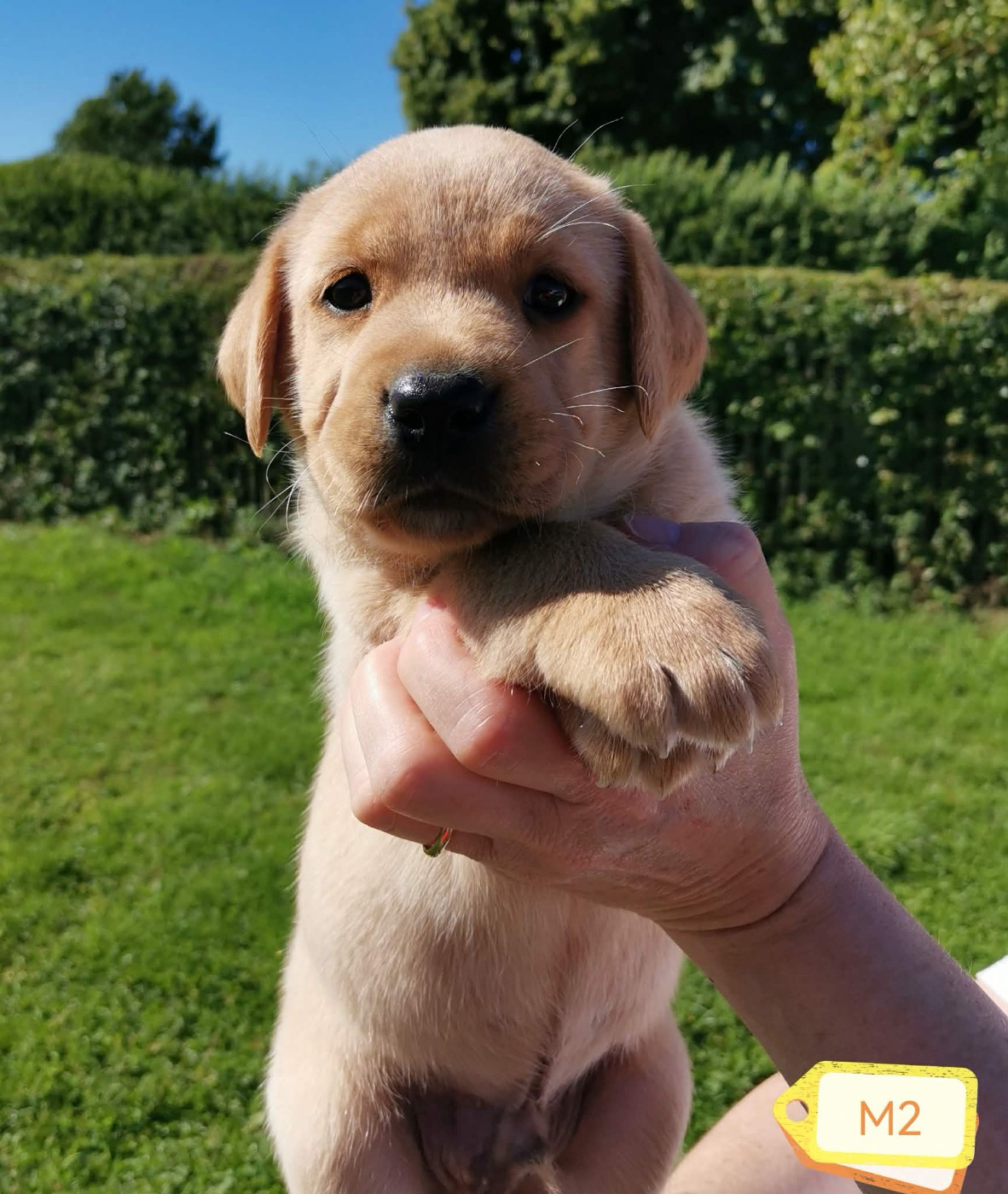 Chiot Labrador Retriever Des Adrilines d'Opale