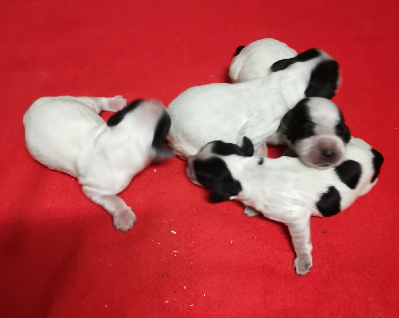 Des Adrilines d'Opale - Chiots disponibles - Cocker Spaniel Anglais