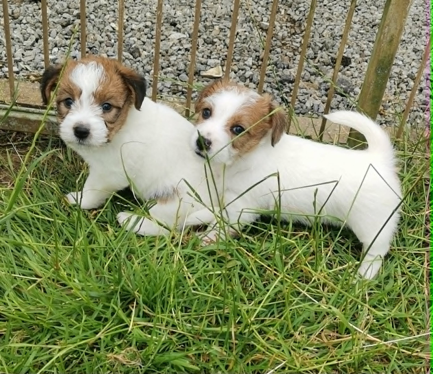 Chiot Jack Russell Terrier Des Adrilines d'Opale