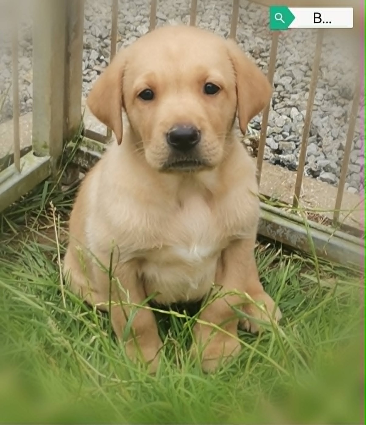 Des Adrilines d'Opale - Chiots disponibles - Labrador Retriever