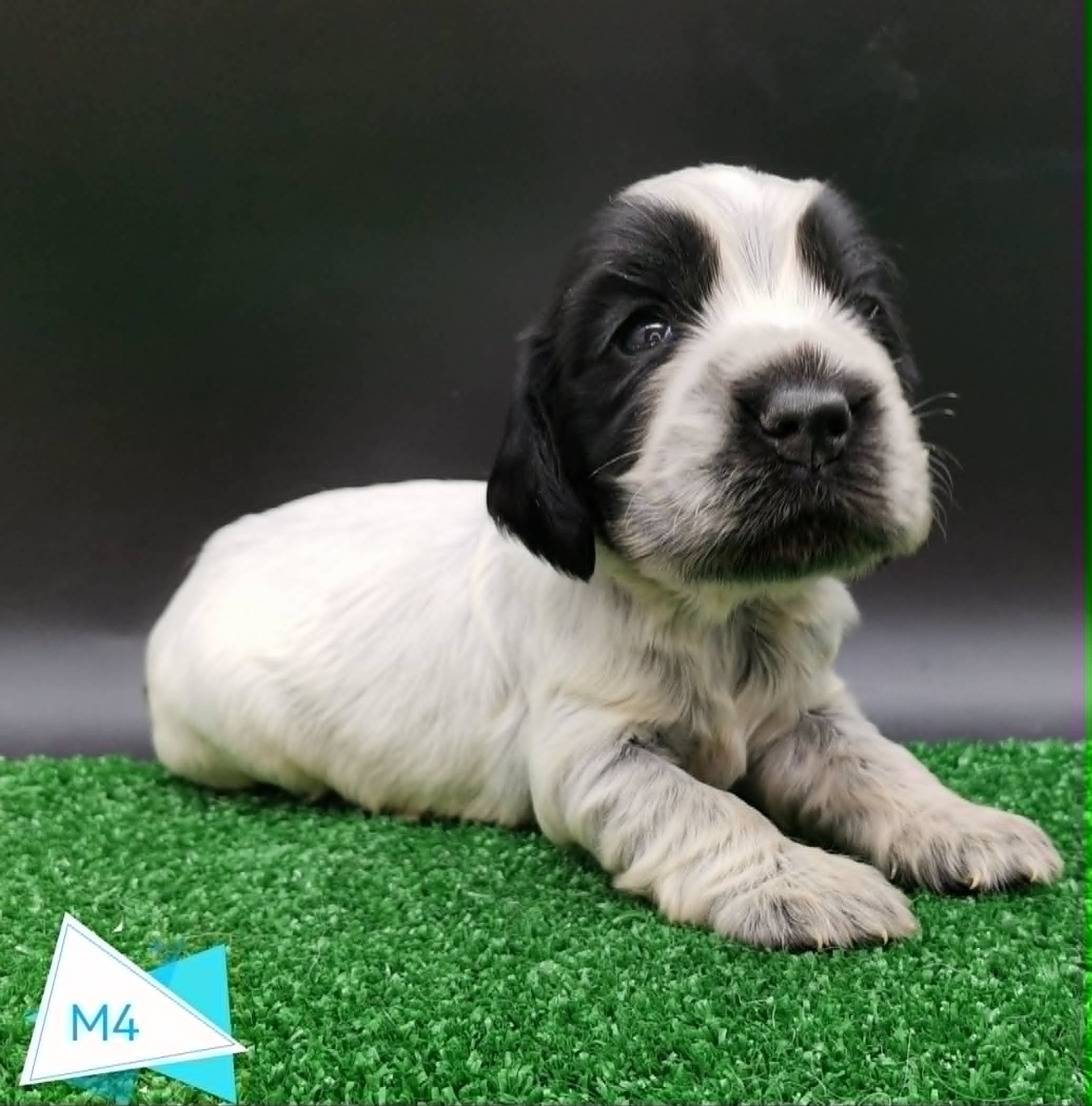 Chiot Cocker Spaniel Anglais Des Adrilines d'Opale