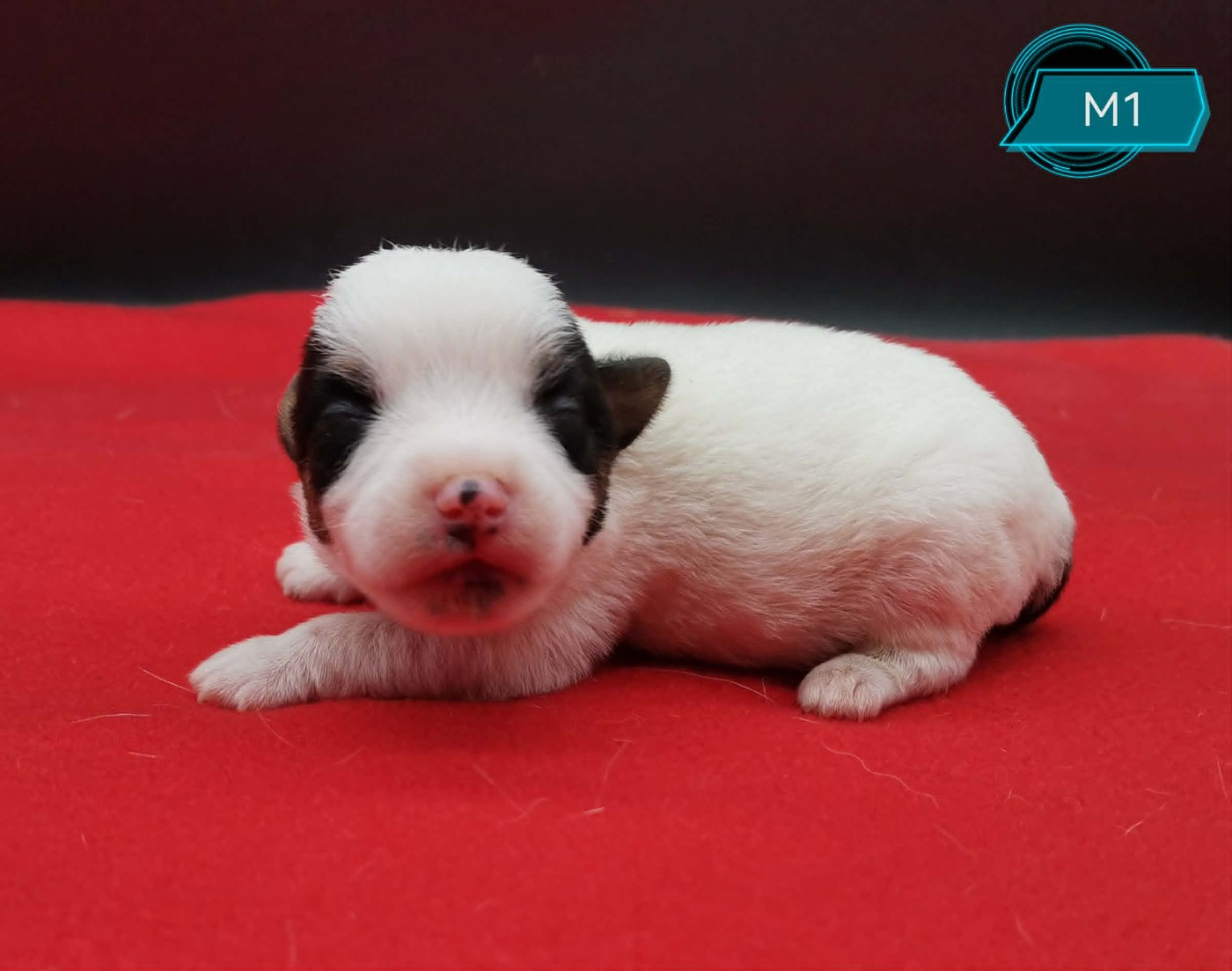 Des Adrilines d'Opale - Chiots disponibles - Jack Russell Terrier
