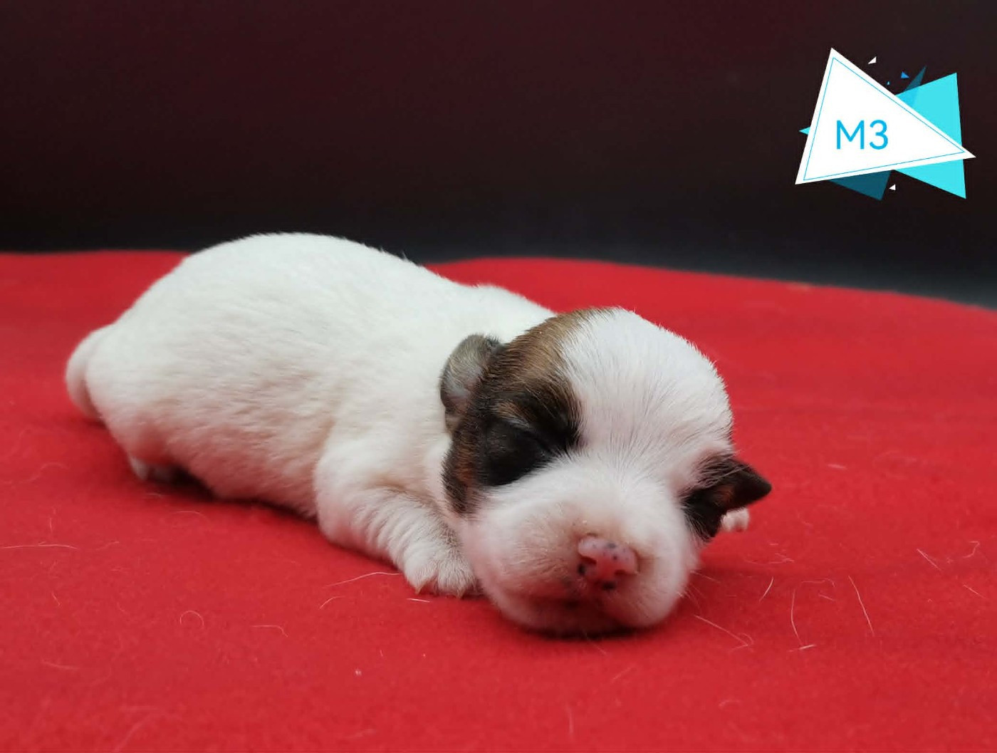 Des Adrilines d'Opale - Chiots disponibles - Jack Russell Terrier