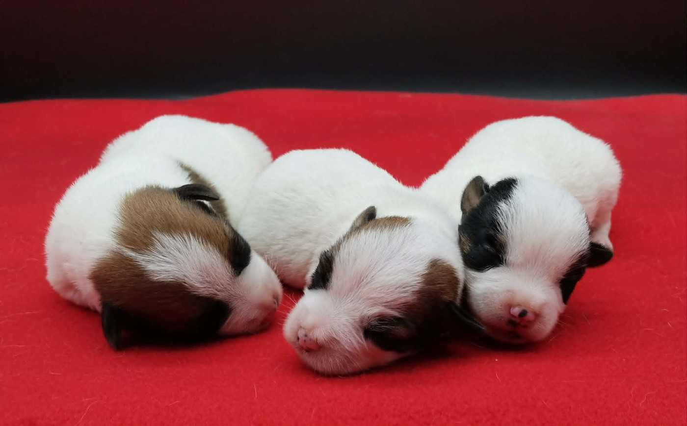 Chiot Jack Russell Terrier Des Adrilines d'Opale