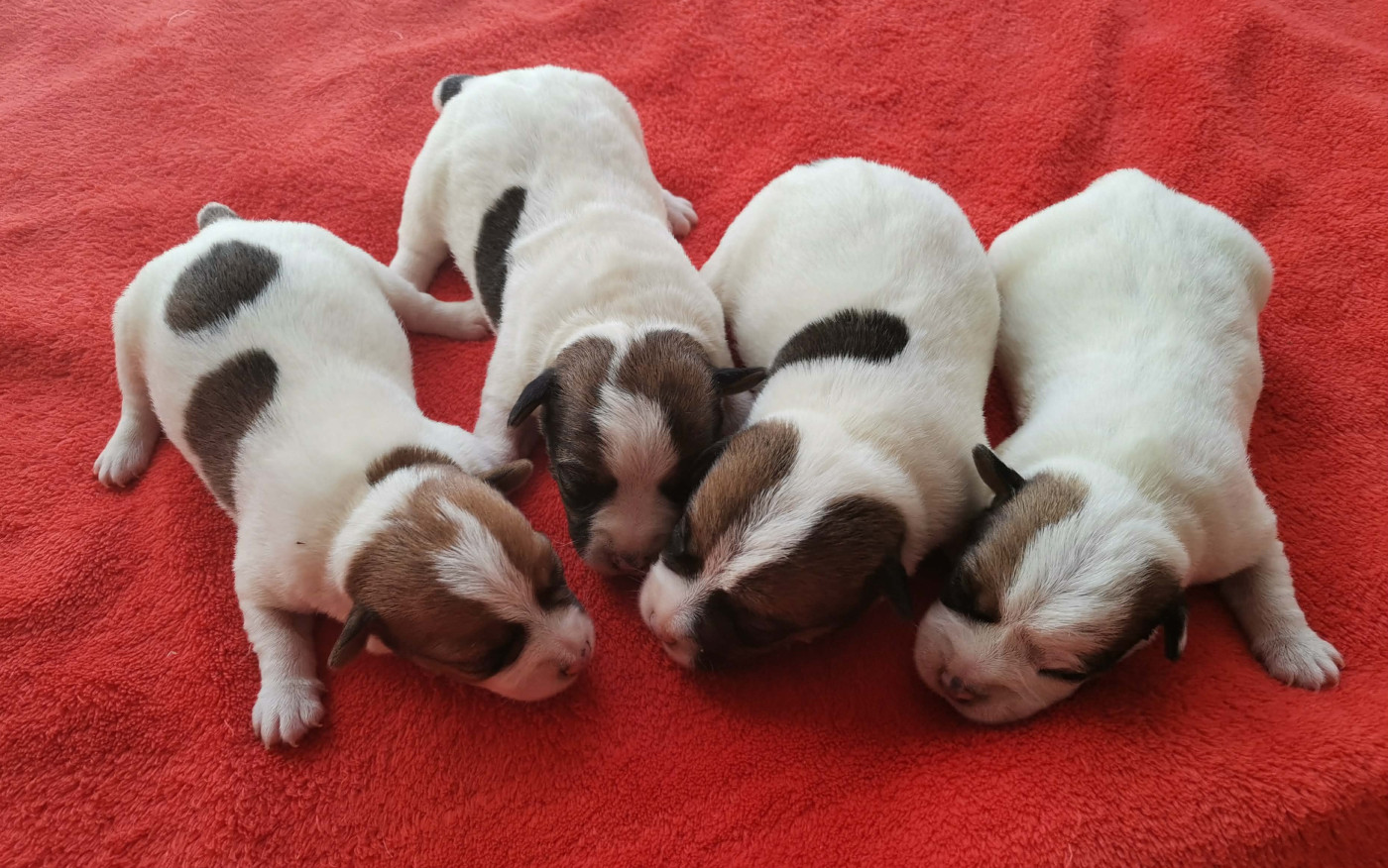 Chiot Jack Russell Terrier Des Adrilines d'Opale