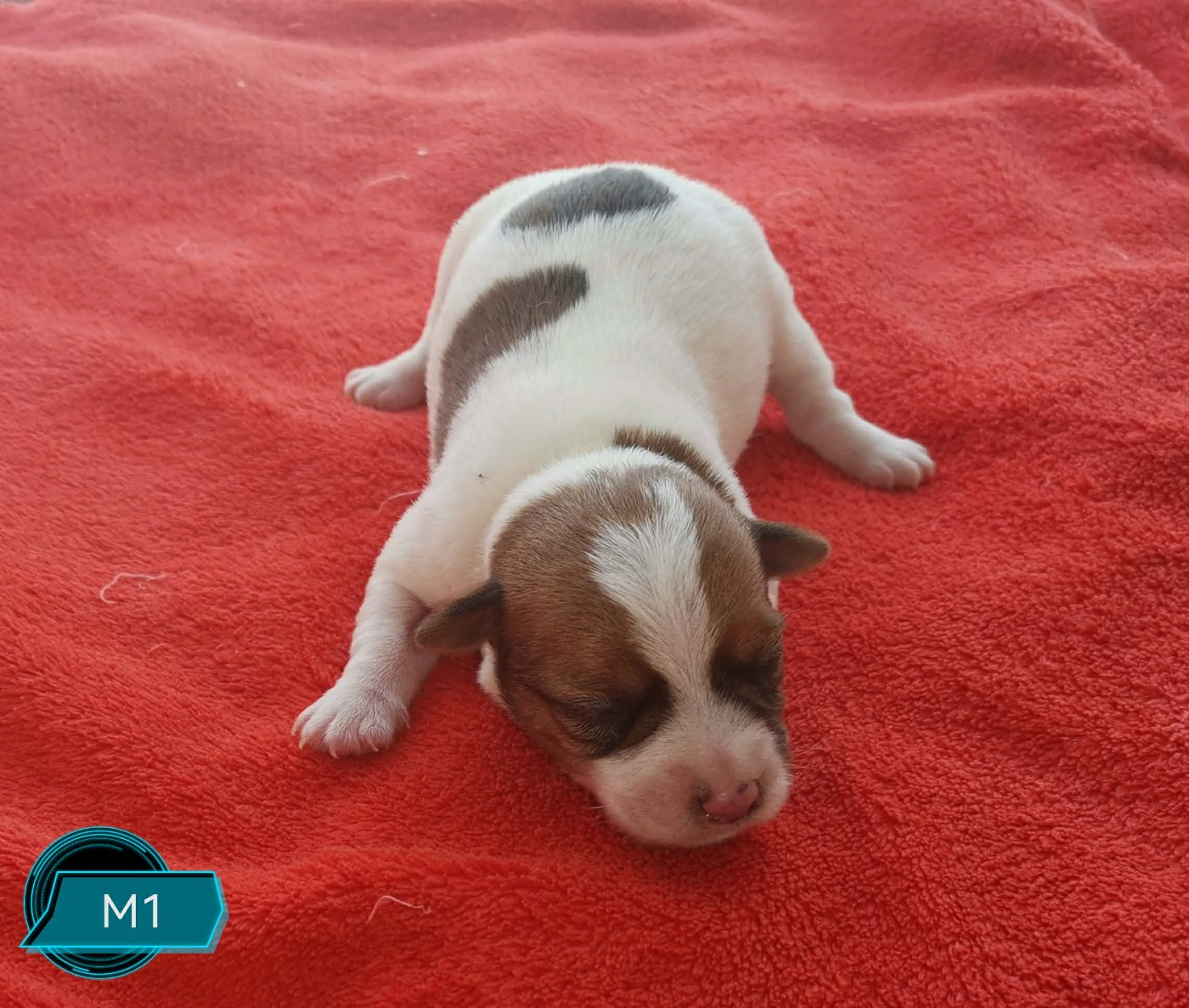 Des Adrilines d'Opale - Chiots disponibles - Jack Russell Terrier