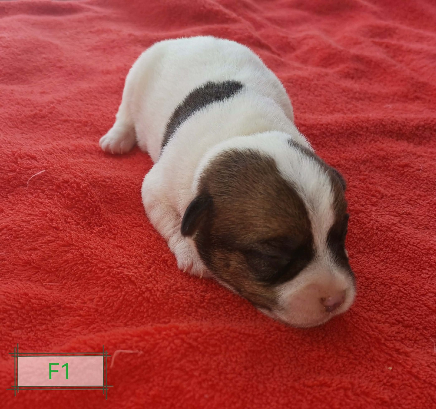 Des Adrilines d'Opale - Chiots disponibles - Jack Russell Terrier
