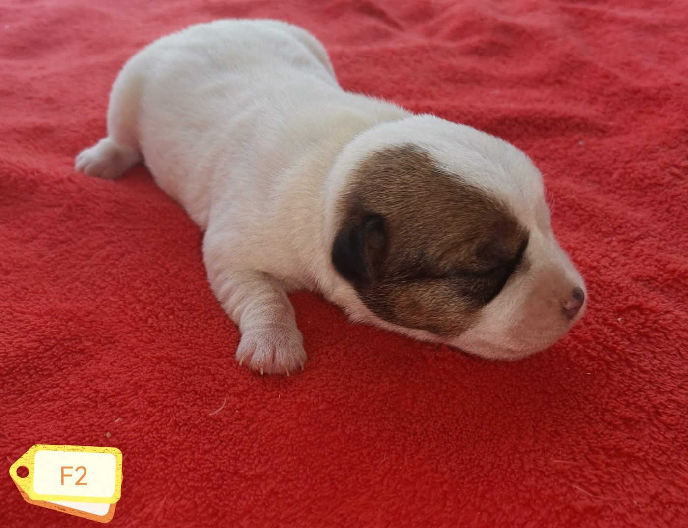 Des Adrilines d'Opale - Chiots disponibles - Jack Russell Terrier