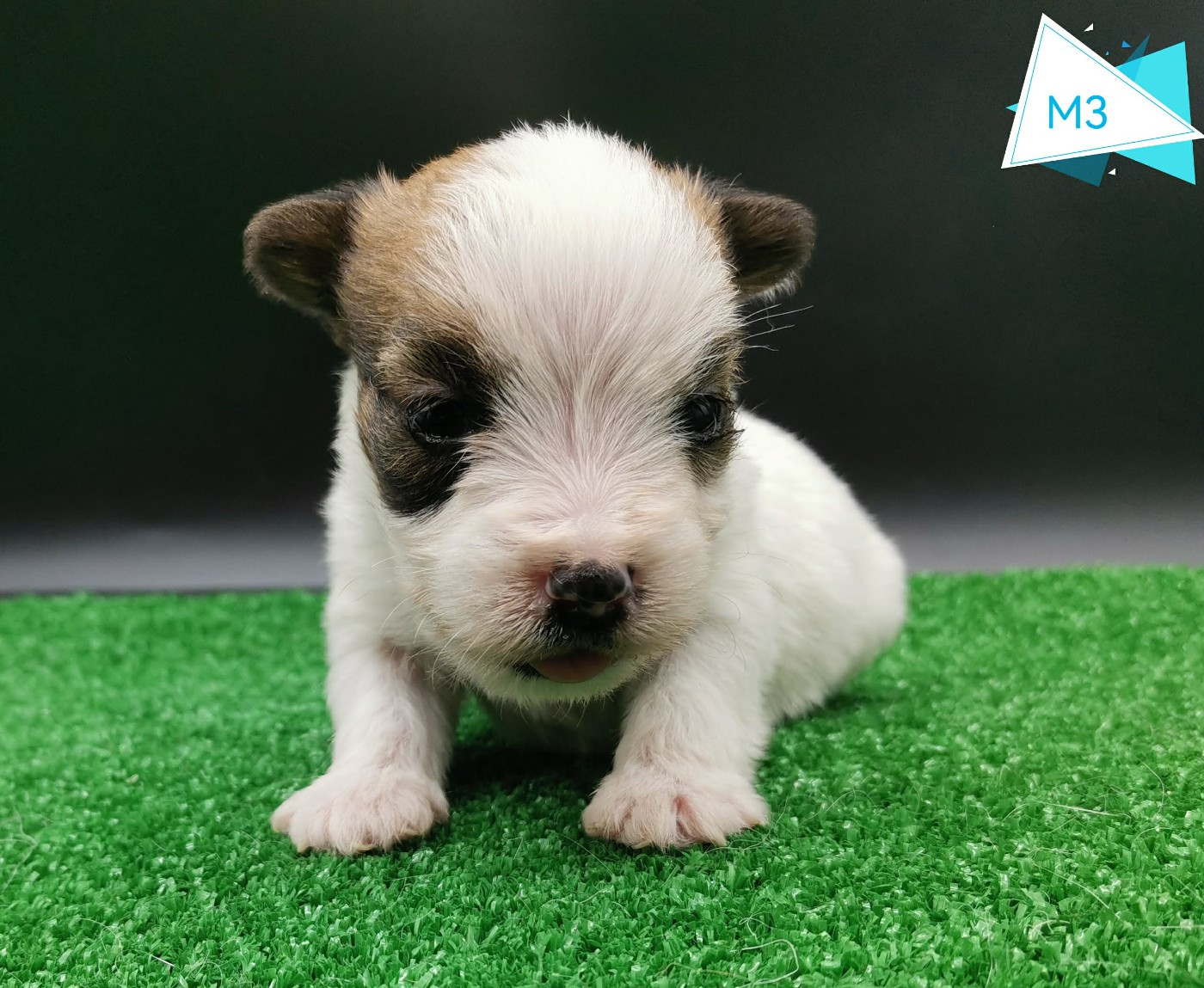 Des Adrilines d'Opale - Chiots disponibles - Jack Russell Terrier