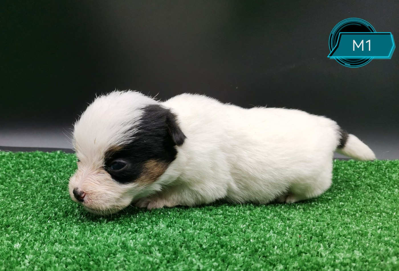 Des Adrilines d'Opale - Chiots disponibles - Jack Russell Terrier