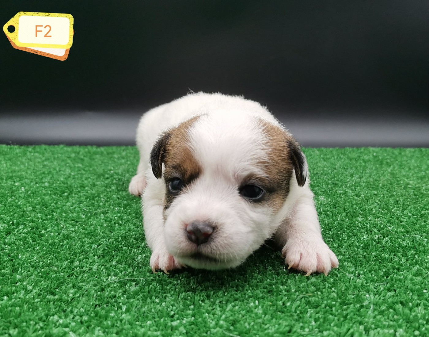 Des Adrilines d'Opale - Chiots disponibles - Jack Russell Terrier