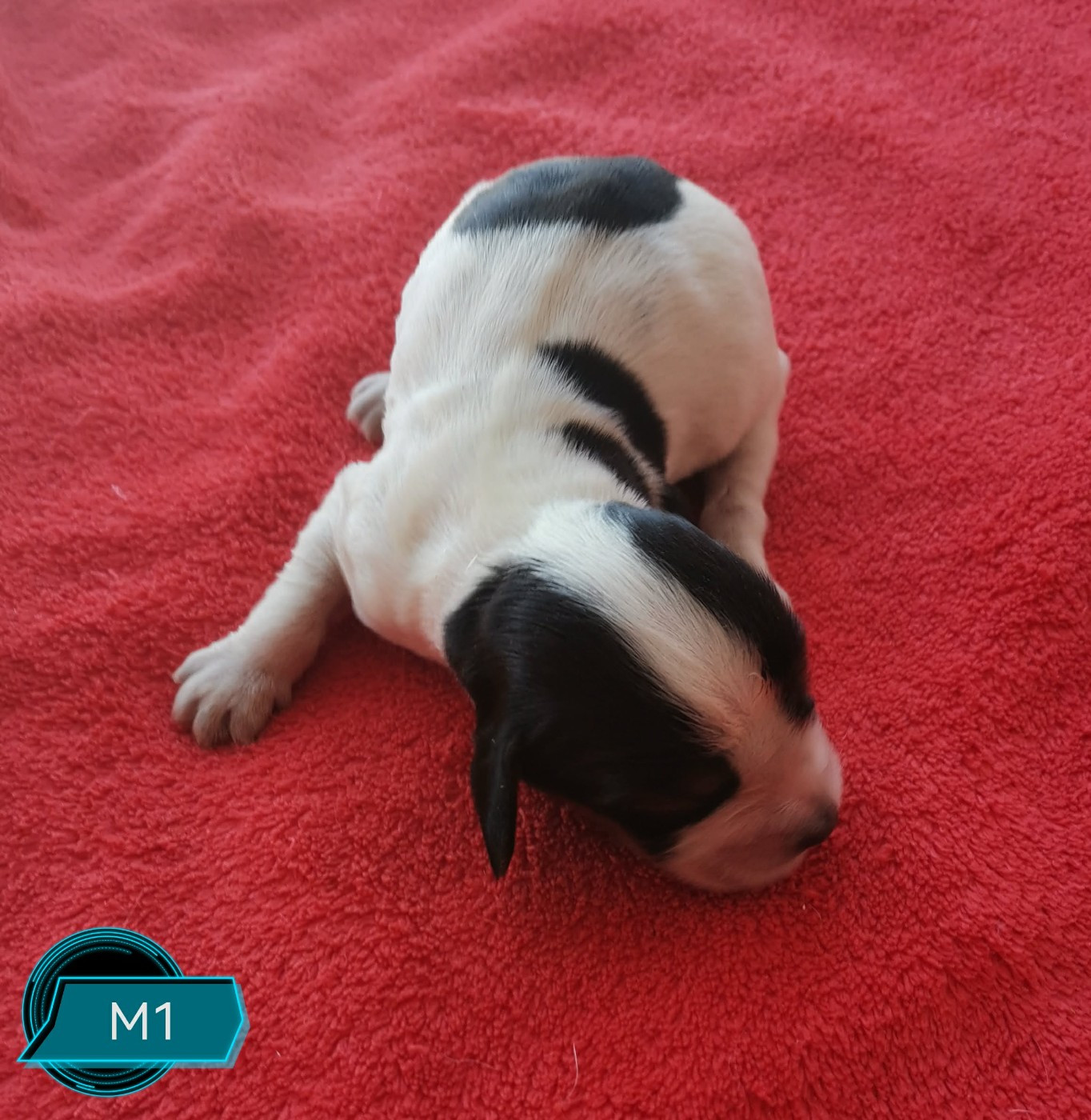 Des Adrilines d'Opale - Chiots disponibles - Cocker Spaniel Anglais