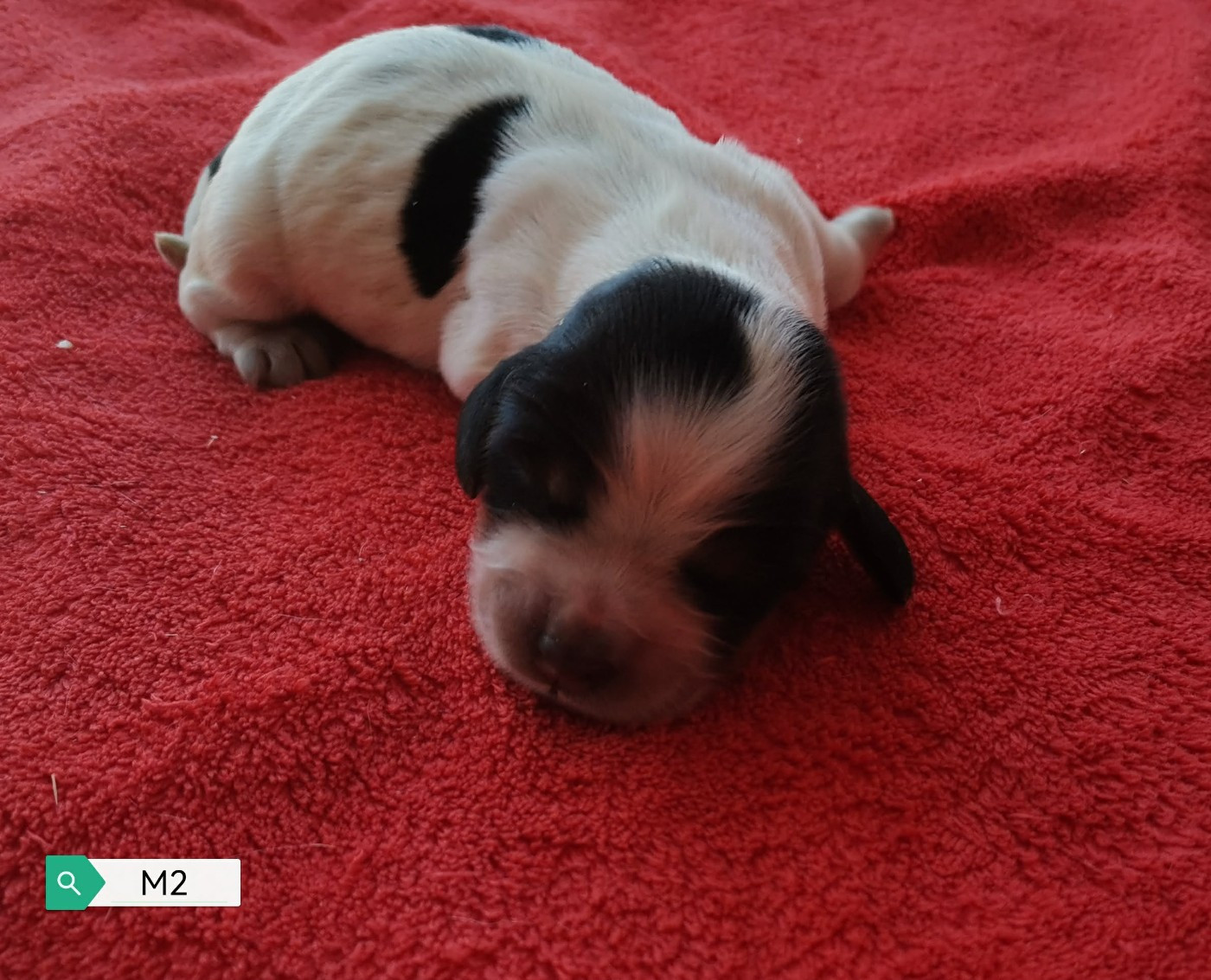Des Adrilines d'Opale - Chiots disponibles - Cocker Spaniel Anglais