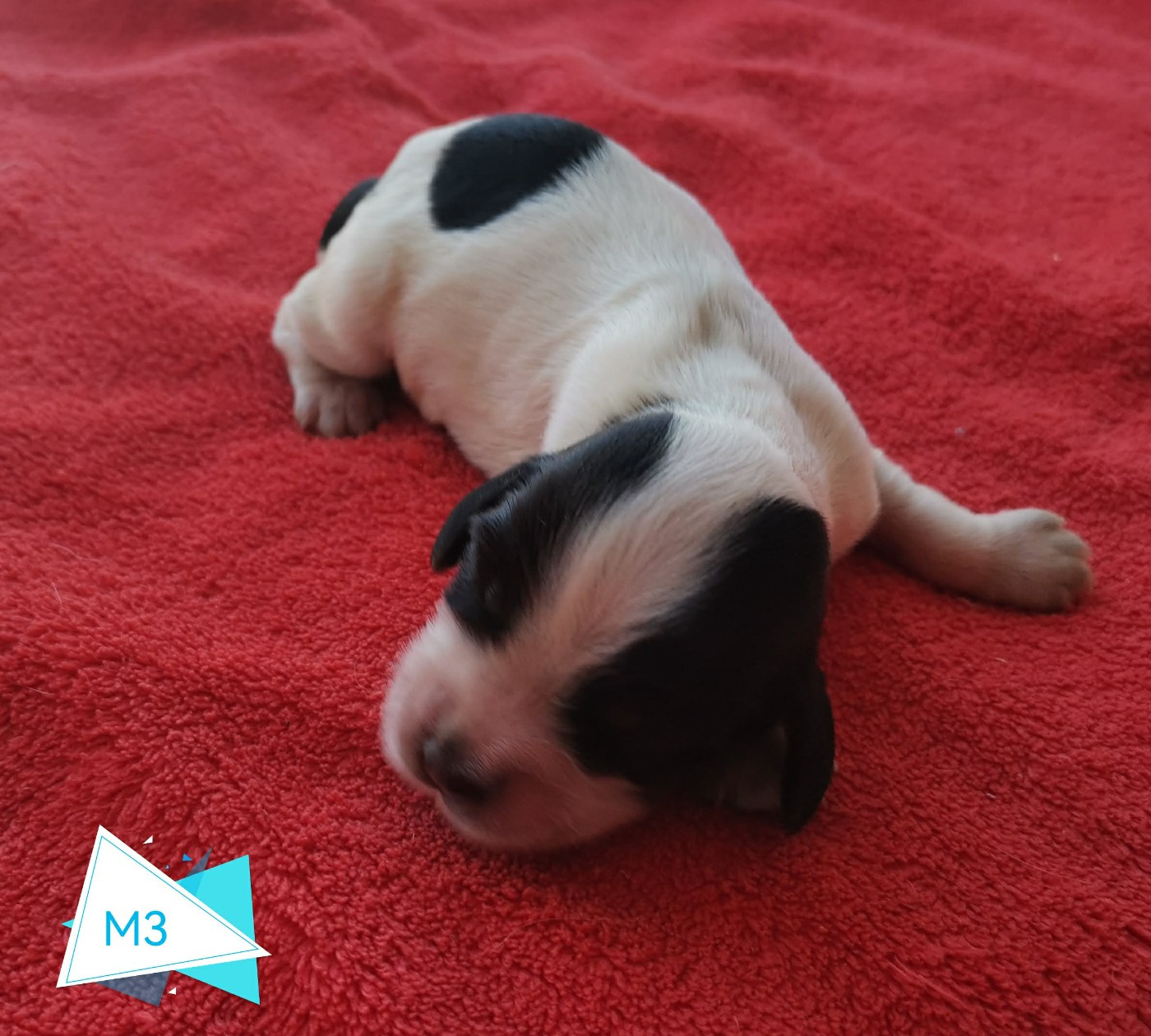 Des Adrilines d'Opale - Chiots disponibles - Cocker Spaniel Anglais