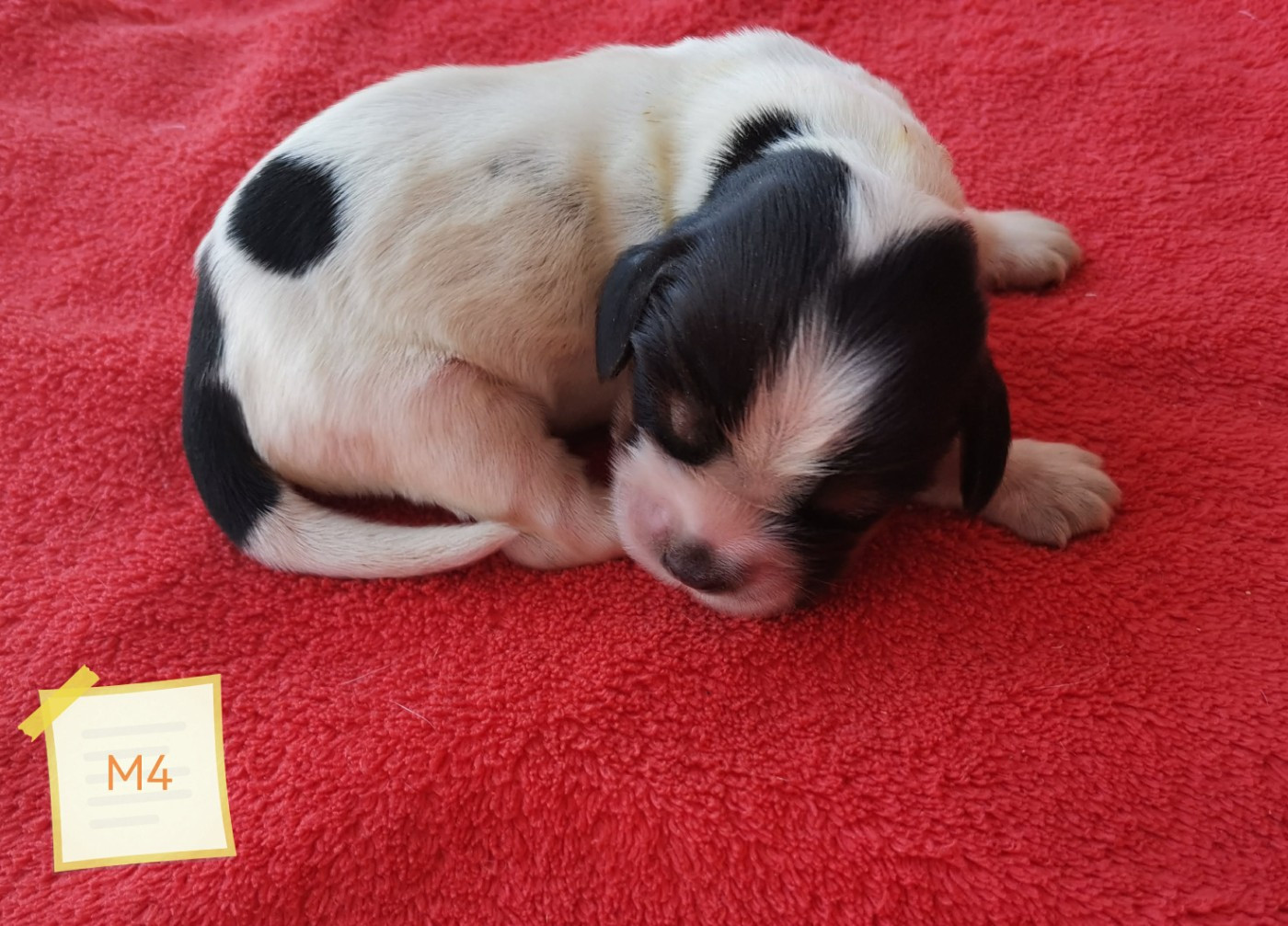 Des Adrilines d'Opale - Chiots disponibles - Cocker Spaniel Anglais