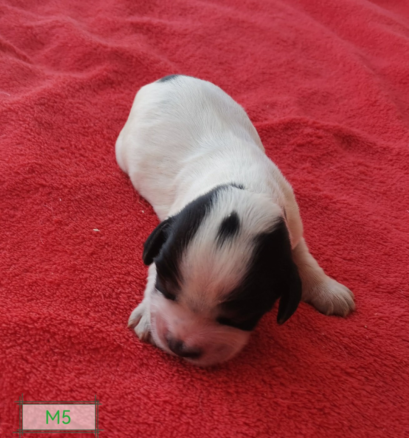 Des Adrilines d'Opale - Chiots disponibles - Cocker Spaniel Anglais