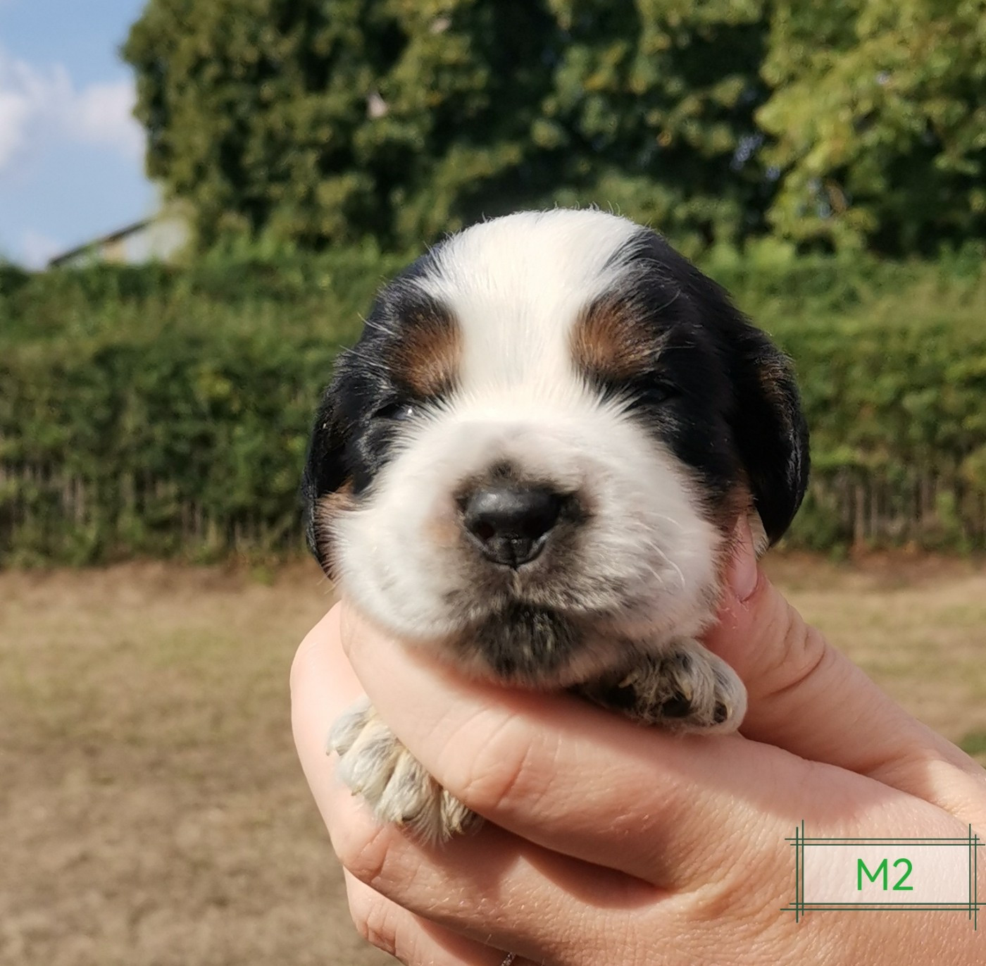 Des Adrilines d'Opale - Chiots disponibles - Cocker Spaniel Anglais