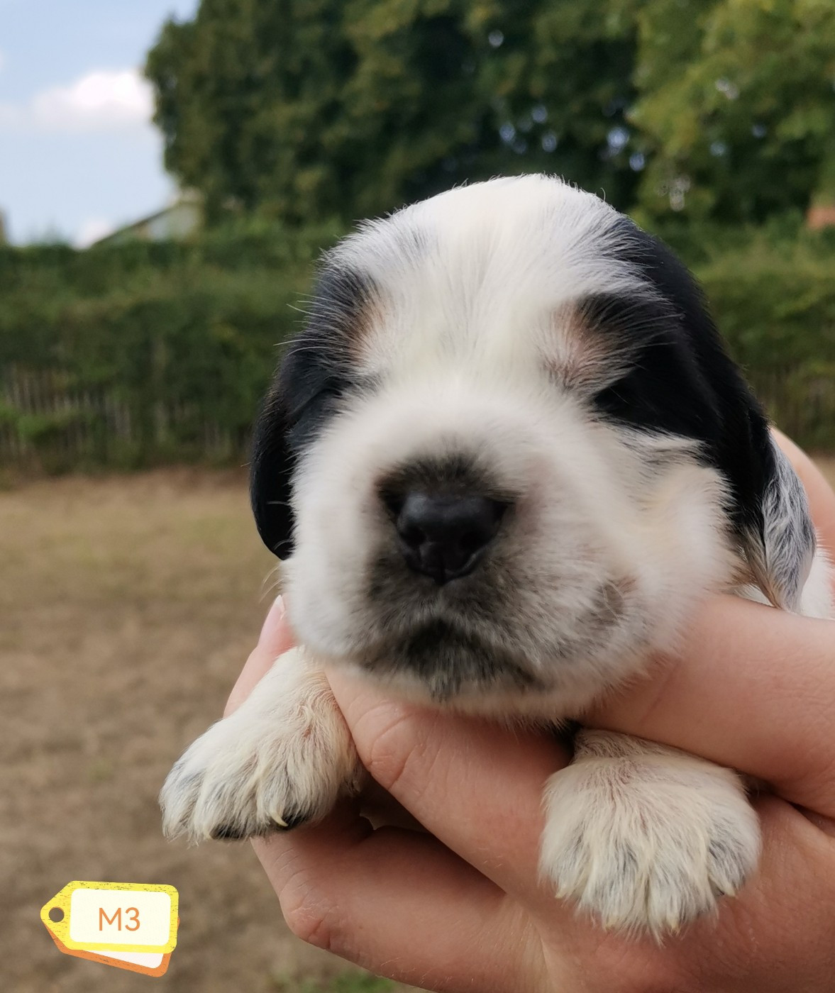 Des Adrilines d'Opale - Chiots disponibles - Cocker Spaniel Anglais