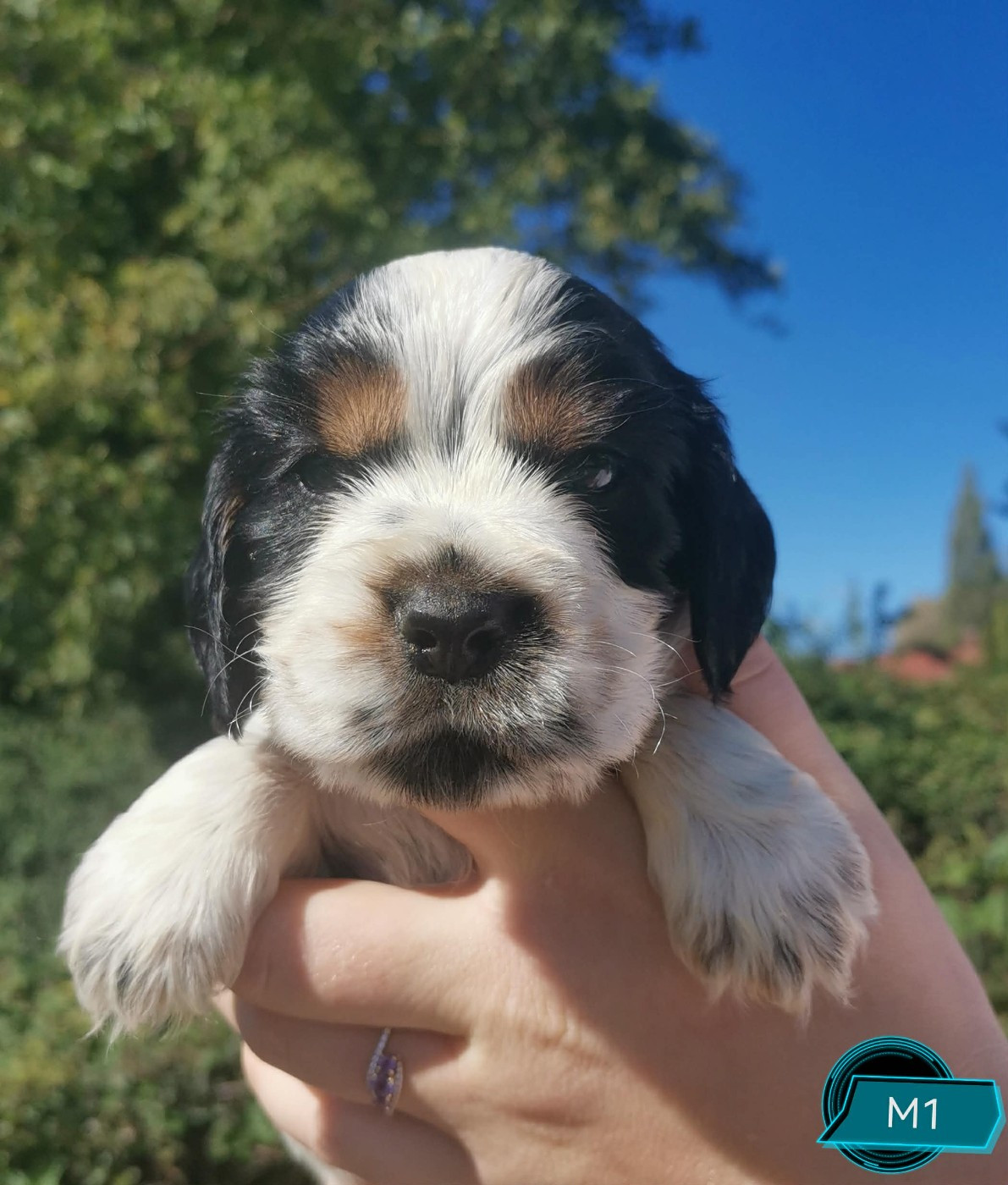 Des Adrilines d'Opale - Chiots disponibles - Cocker Spaniel Anglais