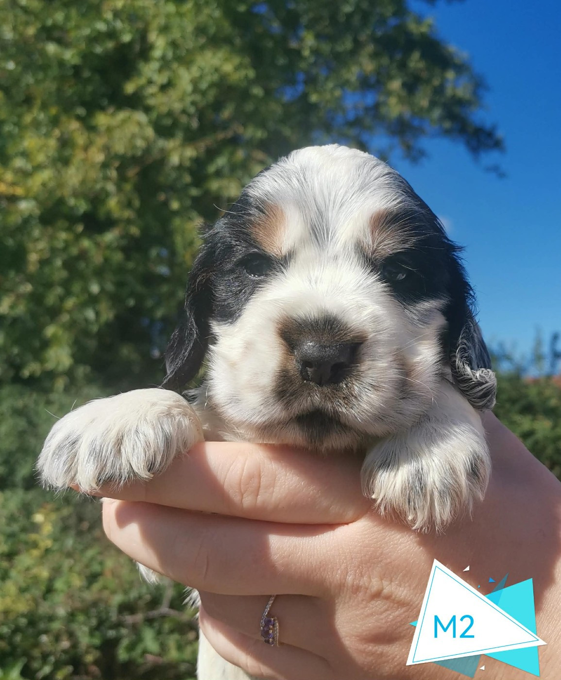 Des Adrilines d'Opale - Chiots disponibles - Cocker Spaniel Anglais