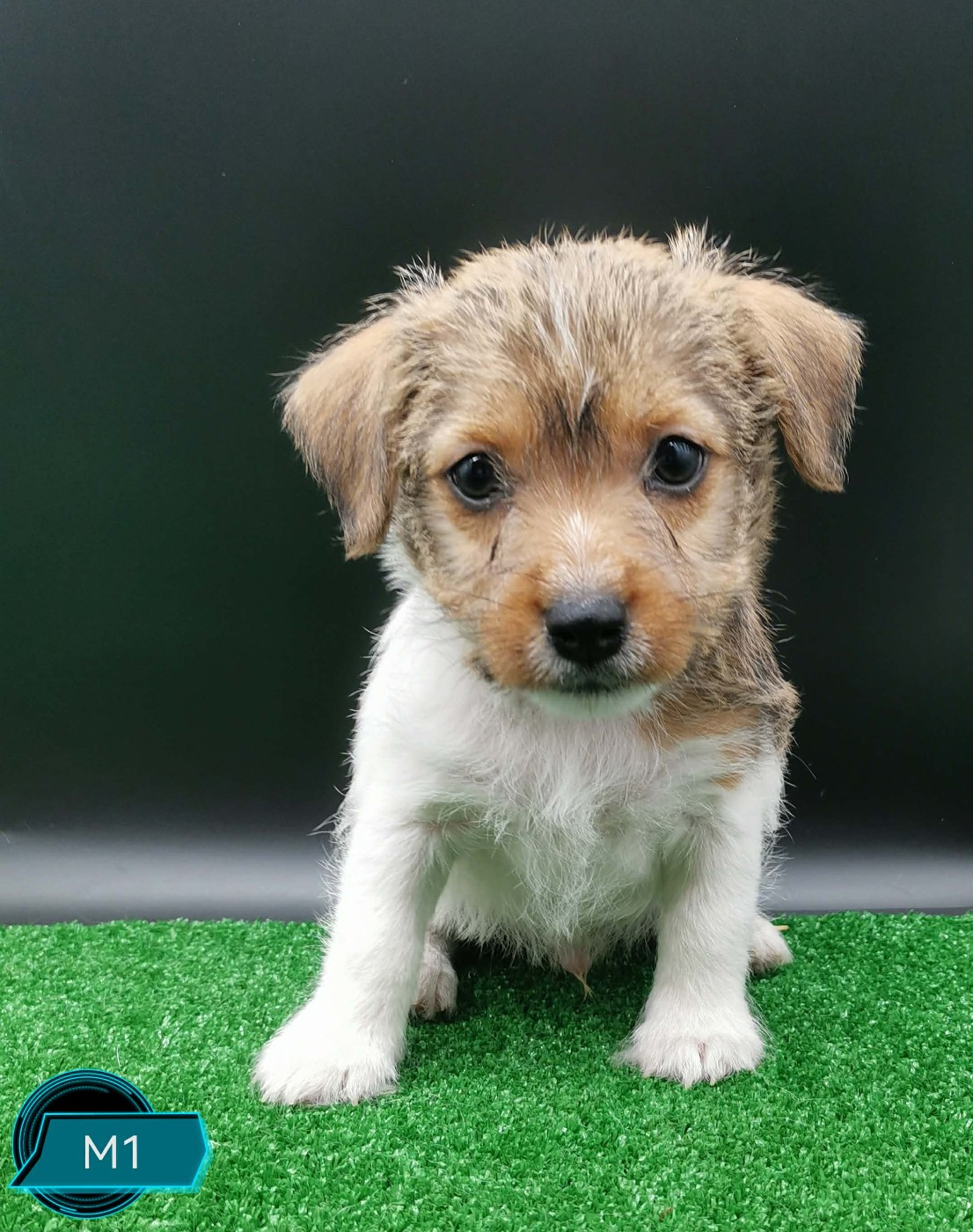 Des Adrilines d'Opale - Chiots disponibles - Jack Russell Terrier