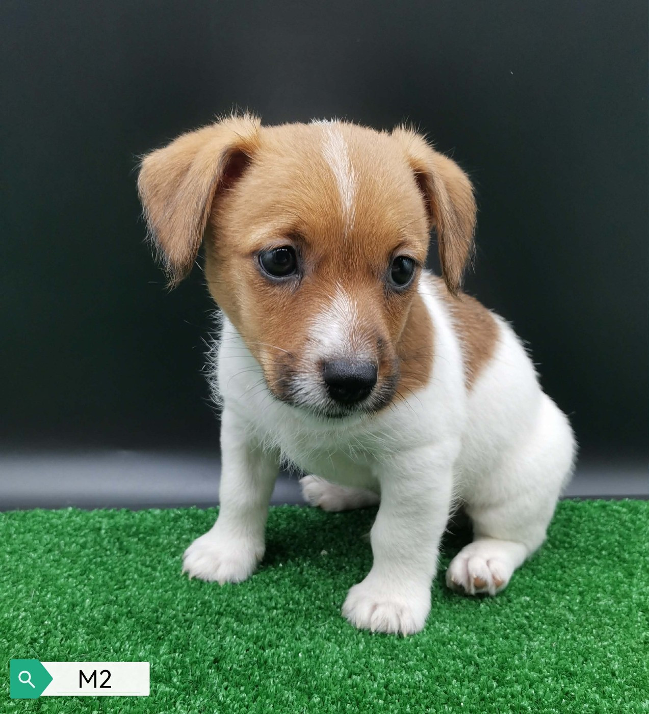 Des Adrilines d'Opale - Chiots disponibles - Jack Russell Terrier