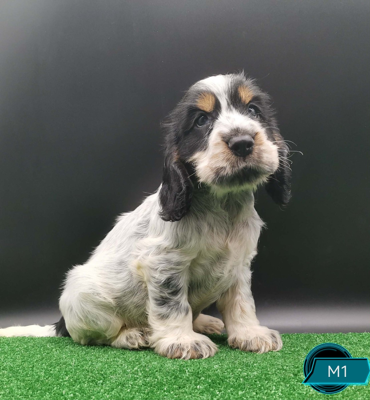 Des Adrilines d'Opale - Chiots disponibles - Cocker Spaniel Anglais