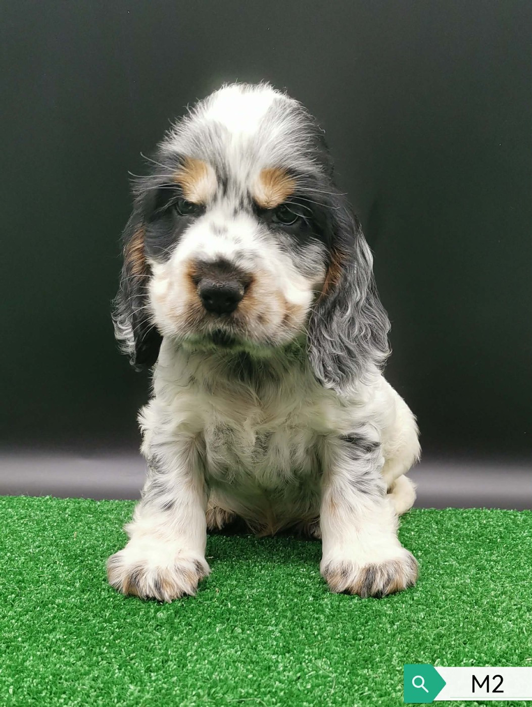 Des Adrilines d'Opale - Chiots disponibles - Cocker Spaniel Anglais
