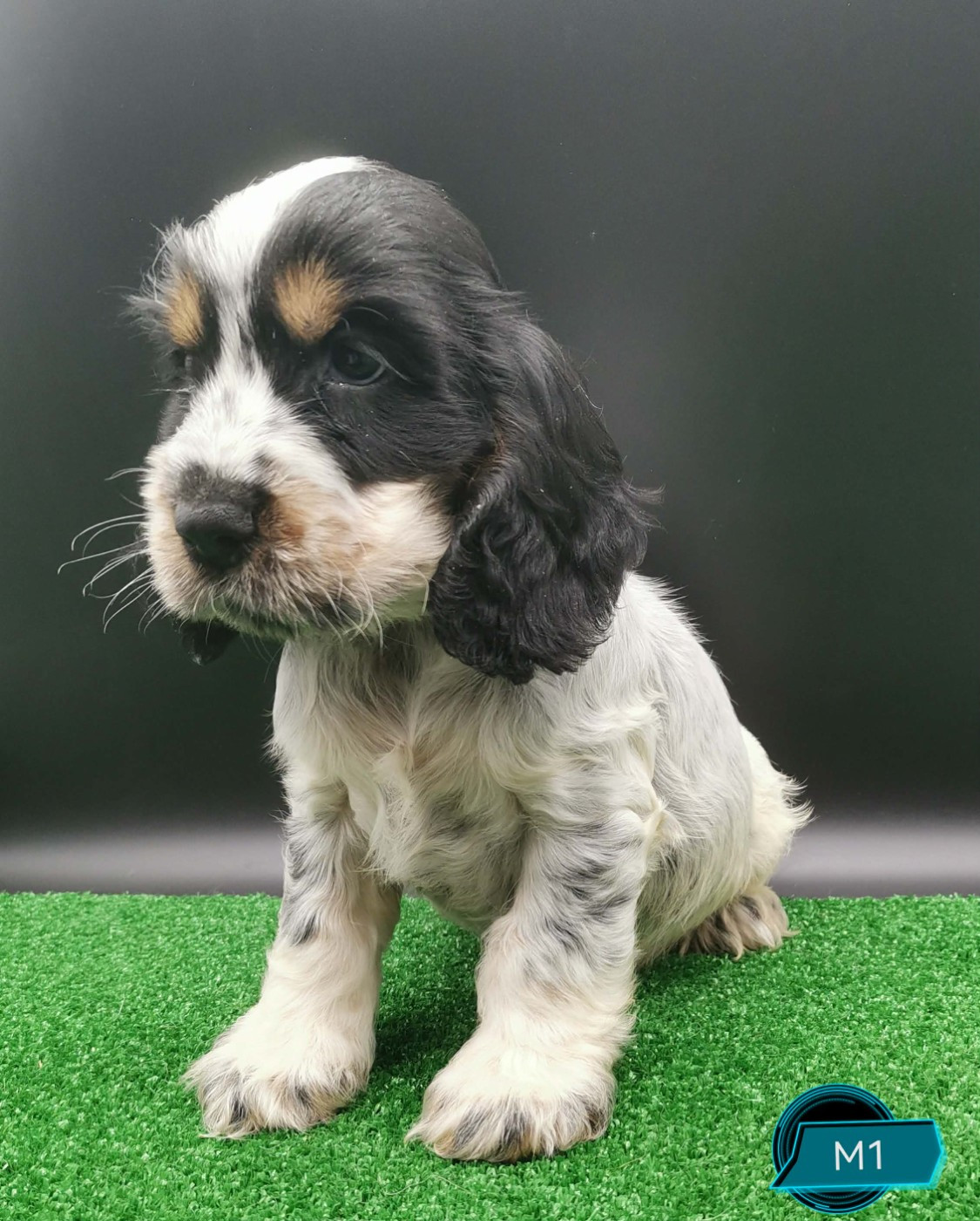 Chiot Cocker Spaniel Anglais Des Adrilines d'Opale
