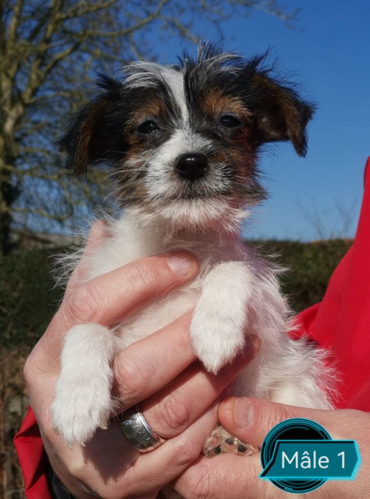 Des Adrilines d'Opale - Chiots disponibles - Jack Russell Terrier