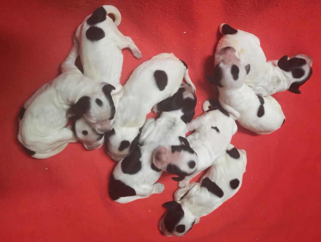 Des Adrilines d'Opale - Chiots disponibles - Cocker Spaniel Anglais
