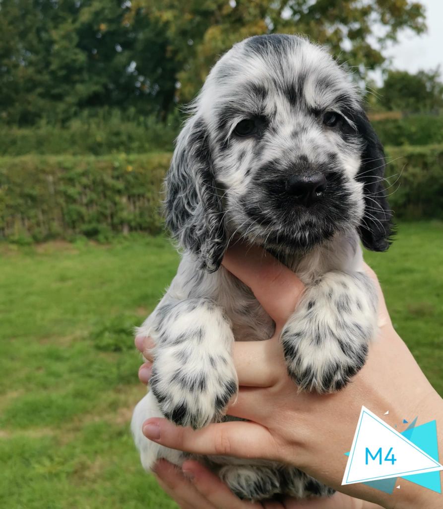 Des Adrilines d'Opale - Chiots disponibles - Cocker Spaniel Anglais