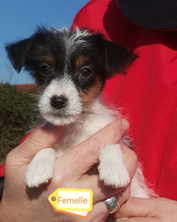 Des Adrilines d'Opale - Chiots disponibles - Jack Russell Terrier