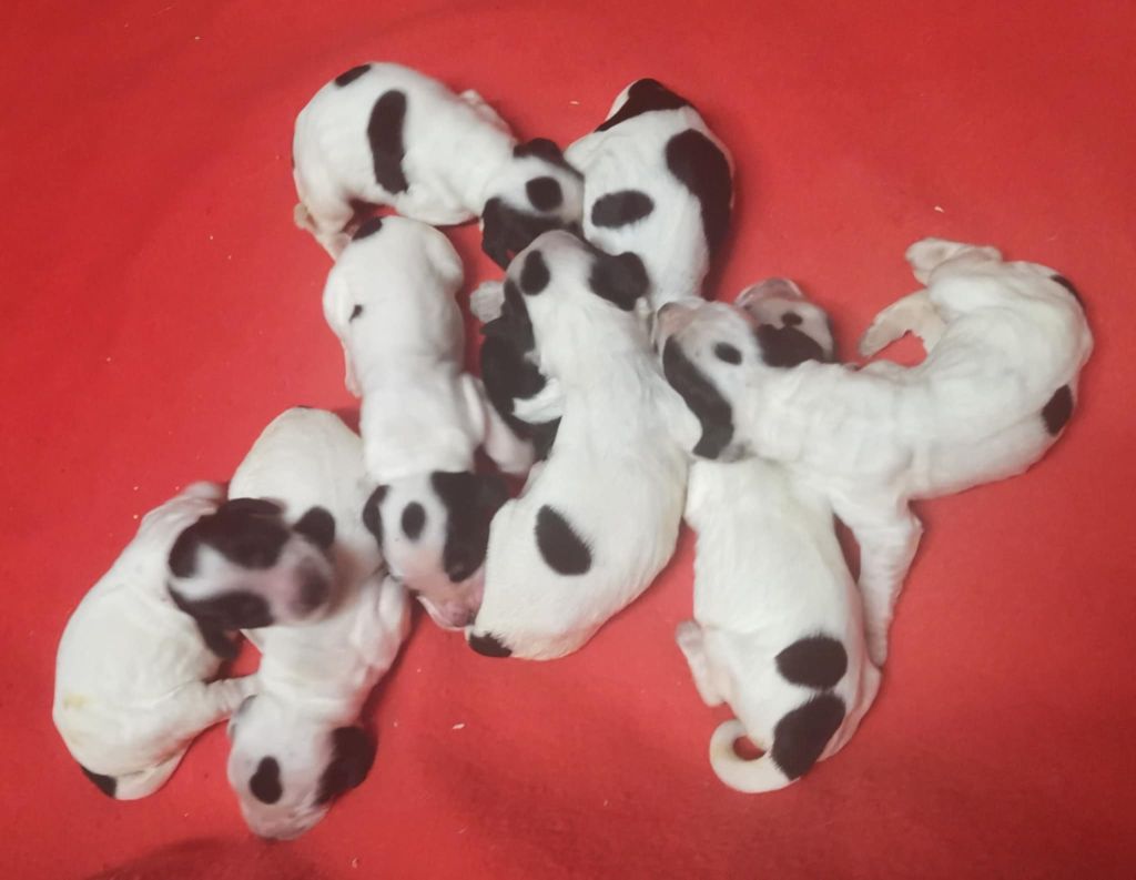 Des Adrilines d'Opale - Chiots disponibles - Cocker Spaniel Anglais
