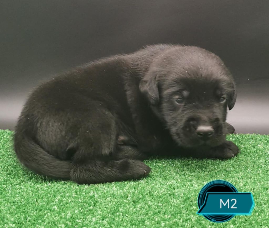 Des Adrilines d'Opale - Chiots disponibles - Labrador Retriever