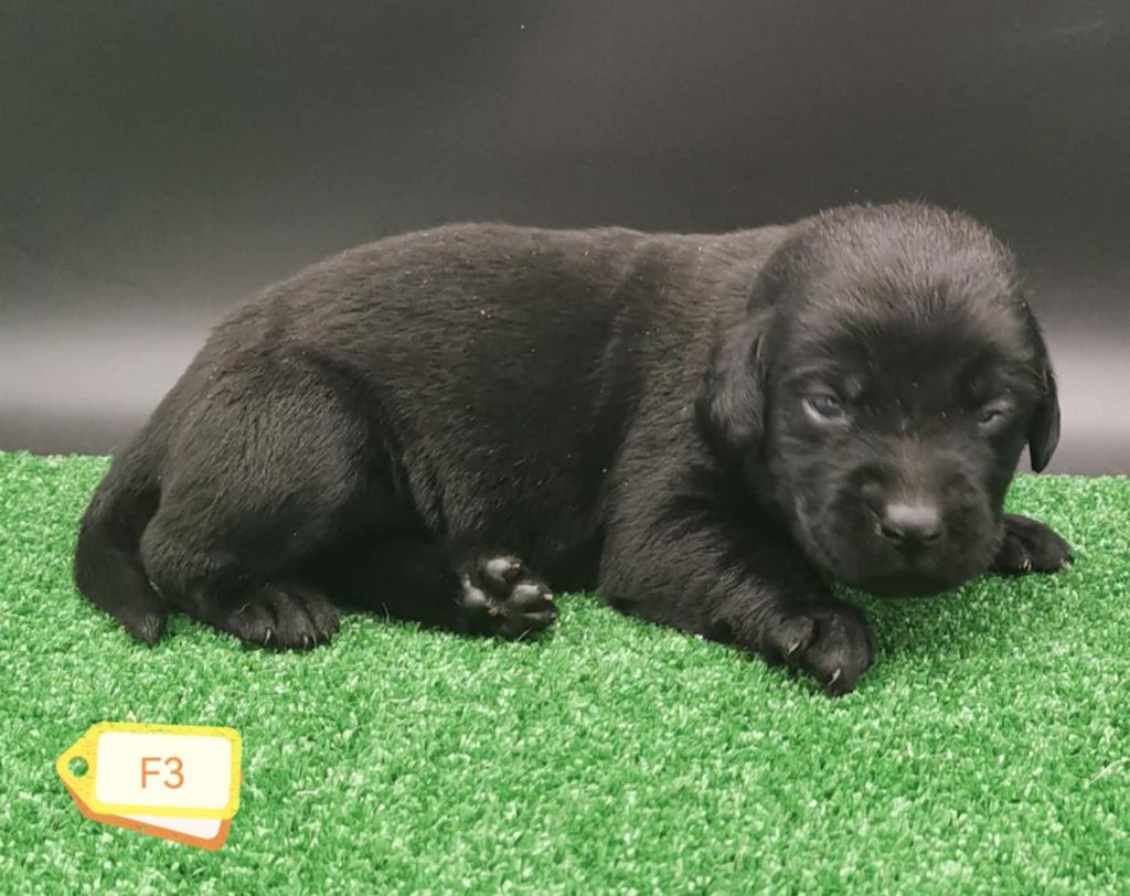 Des Adrilines d'Opale - Chiots disponibles - Labrador Retriever