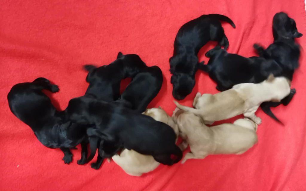 Des Adrilines d'Opale - Chiots disponibles - Labrador Retriever